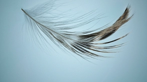 Eine Feder im Wind © Foto von Pedro Vit auf Unsplash