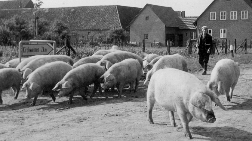 Lathwehren Schweineaustrieb 1957