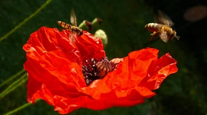 Mohn mit Biene